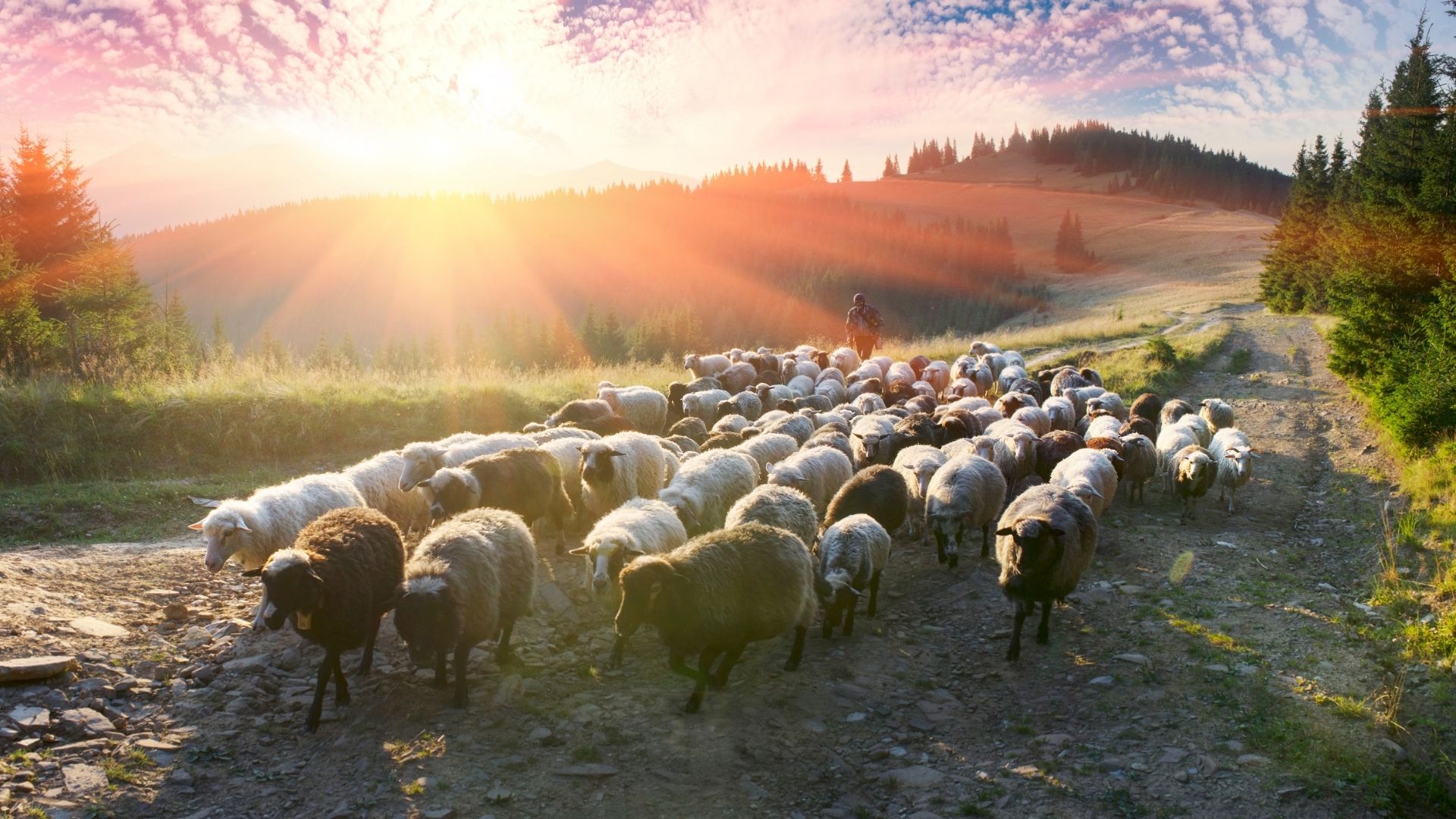 We are his people the sheep of his flock